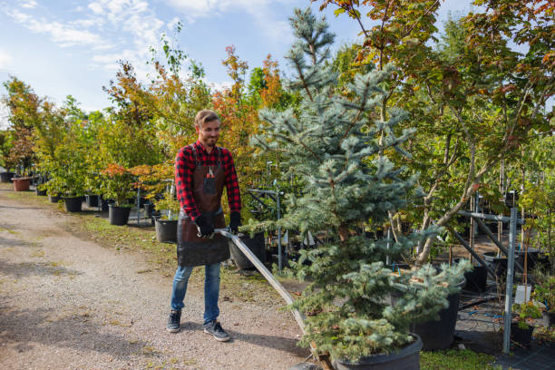 Best Affordable Tree Service  in Friedens, PA